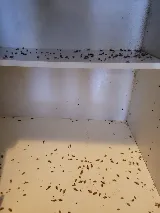 Pest Stop Inc. Pest Control Services