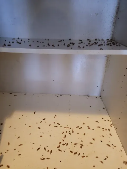 Pest Stop Inc. Pest Control Services photo 1