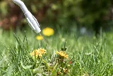 Ned's Lawn and Pest Control photo 5