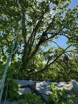 Liberty Tree and Landscape Management photo 8
