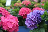 Tripp Landscaping