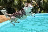 Lagoon Pools of South Florida LLC photo 8
