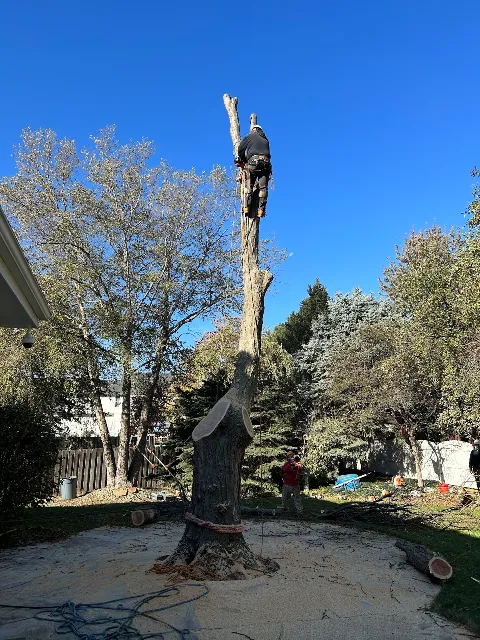 M&A Tree Service, Construction And Landscaping photo 1