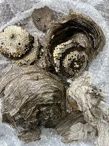 United Exterminators photo 5