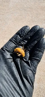 Apex Pest Control LLC photo 6