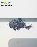 Nextgen Pest Solutions photo 5