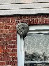 Britex Pest Control photo 5