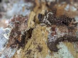 Earthwise Pest Management photo 4