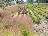 Organic Greens Landscapes & Maintenance photo 7