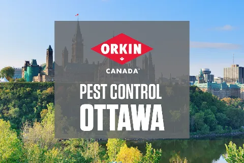 Orkin Canada Pest Control photo 1