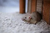 High Country Wildlife and Pest Control of Montana photo 8