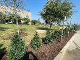 Lonestar Landscape DFW, LLC