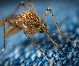 Bluesway Pest Control photo 3