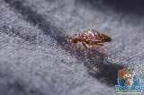 Toodaloo Pest Control photo 5