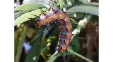 Nature Science Pest Control, Inc. photo 4