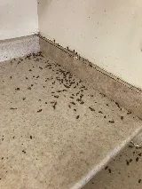 Pestend Pest Control Mississauga photo 6