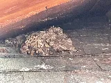 Custom West Pest & Wildlife photo 6