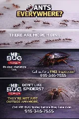 Mr Bug Pest Control photo 5