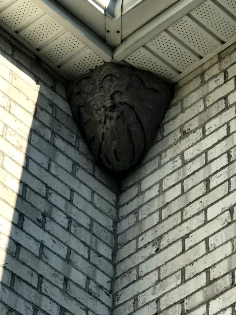 Smart pest control in Bridgeport