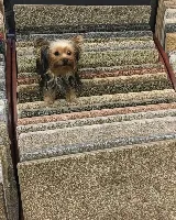 Gary Johnson Flooring America photo 8