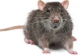 Pest Shield photo 7