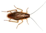 Bug State Pest Control Inc photo 8