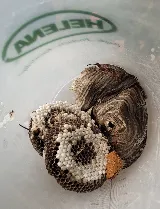 Pointe Pest Control - Missoula photo 3
