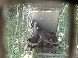 Pesticon Pest Control Vancouver photo 6