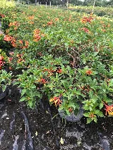 Total Maintenance Landscaping photo 7