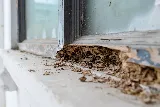 Clearview Pest Control & Exterminator Services