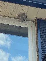 Orented Pest Control Vaughan photo 5