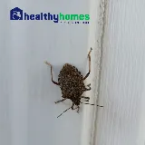 Healthy Homes Pest Control photo 3