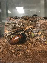 Pest Control Pro, LLC photo 5