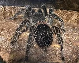 Affinity Pest Control photo 5