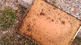 Antman Pest Control photo 2