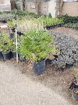Bill's Landscaping Inc photo 4