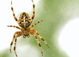 EcoTek Pest Control photo 3