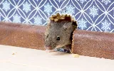 Pied Piper Pest Control photo 7