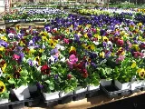Scherz Landscape Co photo 4