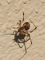 Urban Texas Pest Control photo 8