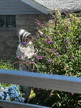 Vanquish Pest Management, Pittsburgh PA photo 8