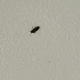 Nuisance RMVL LLC Pest Control photo 8
