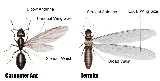 Atlantic Pest and Termite Management, Inc.