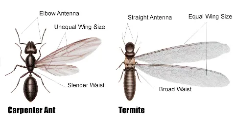 Atlantic Pest and Termite Management, Inc. in Charleston