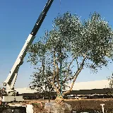 Lesaca Landscape Company, Inc. photo 8