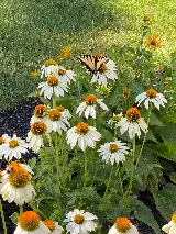 Stone Blossom Landscape & Design, LLC photo 6