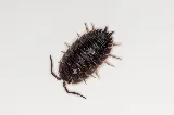 Pestine Pest Control Mississauga photo 2