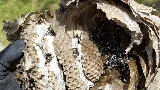 AJS Extermination - Exterminateur Rive Sud photo 6