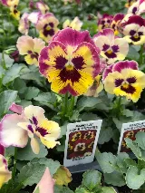 Horticare Landscape Companies photo 7