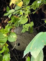 Tapout Termite & Pest Control photo 7